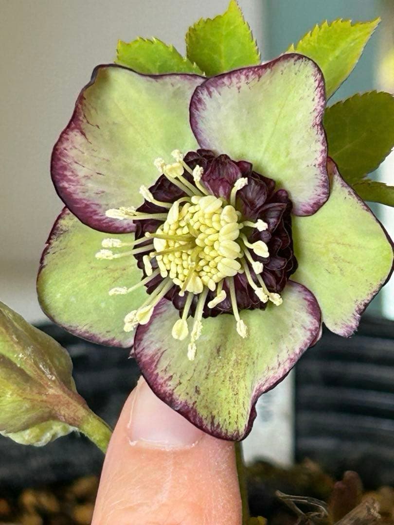 【加藤農園】クリスマスローズ　小輪sd グリーンバイカラー　《2/17》