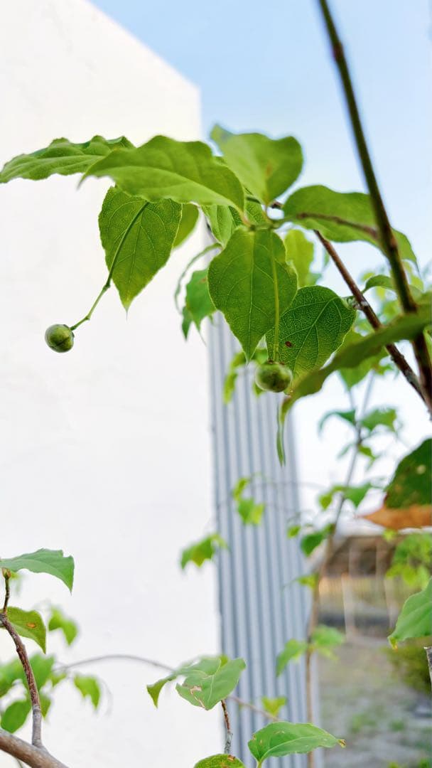 夏輝リクエスト2点