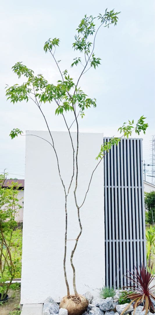 夏輝リクエスト2点