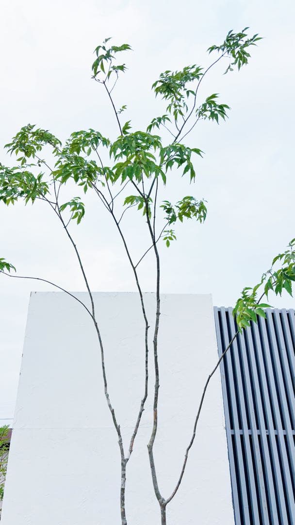 夏輝リクエスト2点