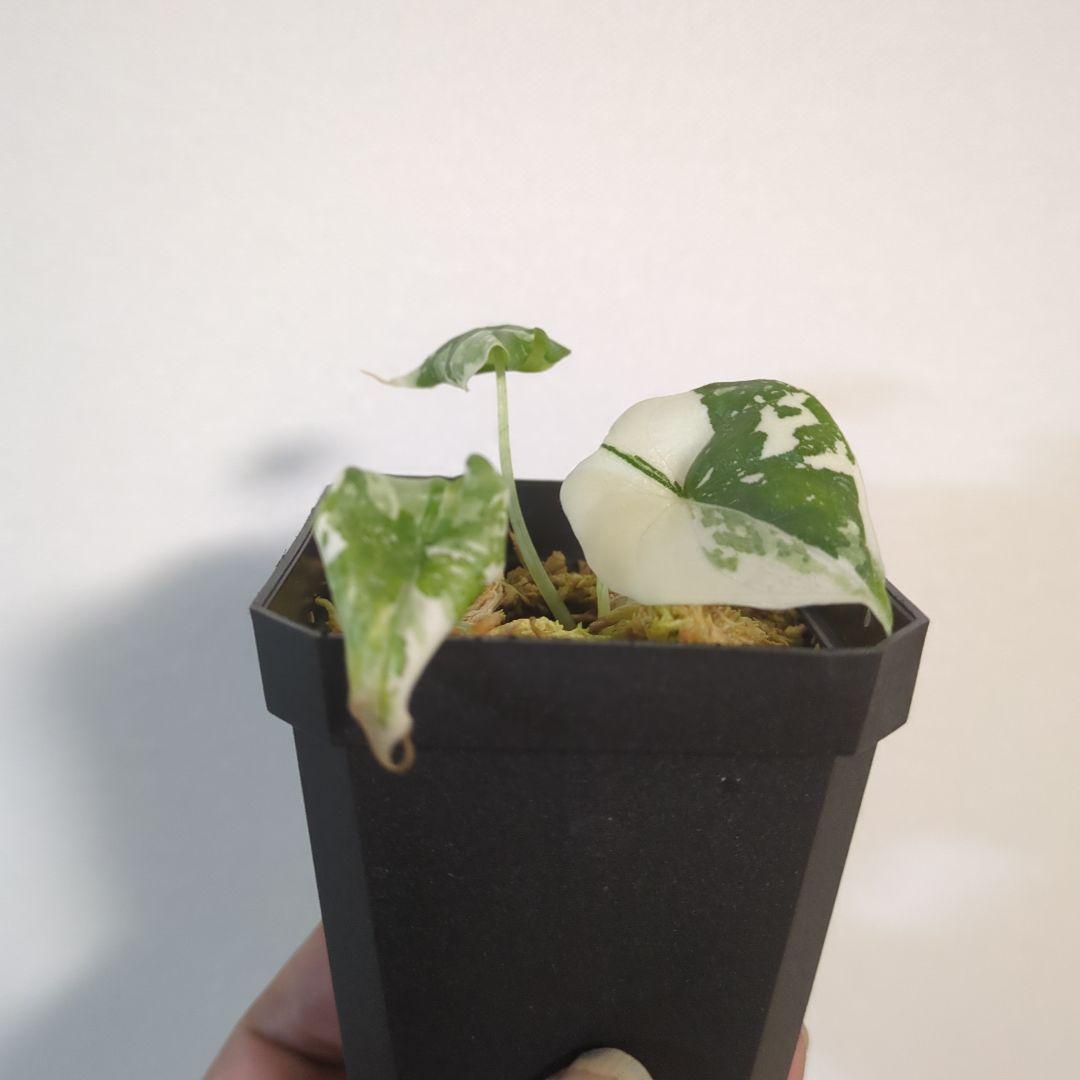 アロカシア　メロ　アルボ　斑入り