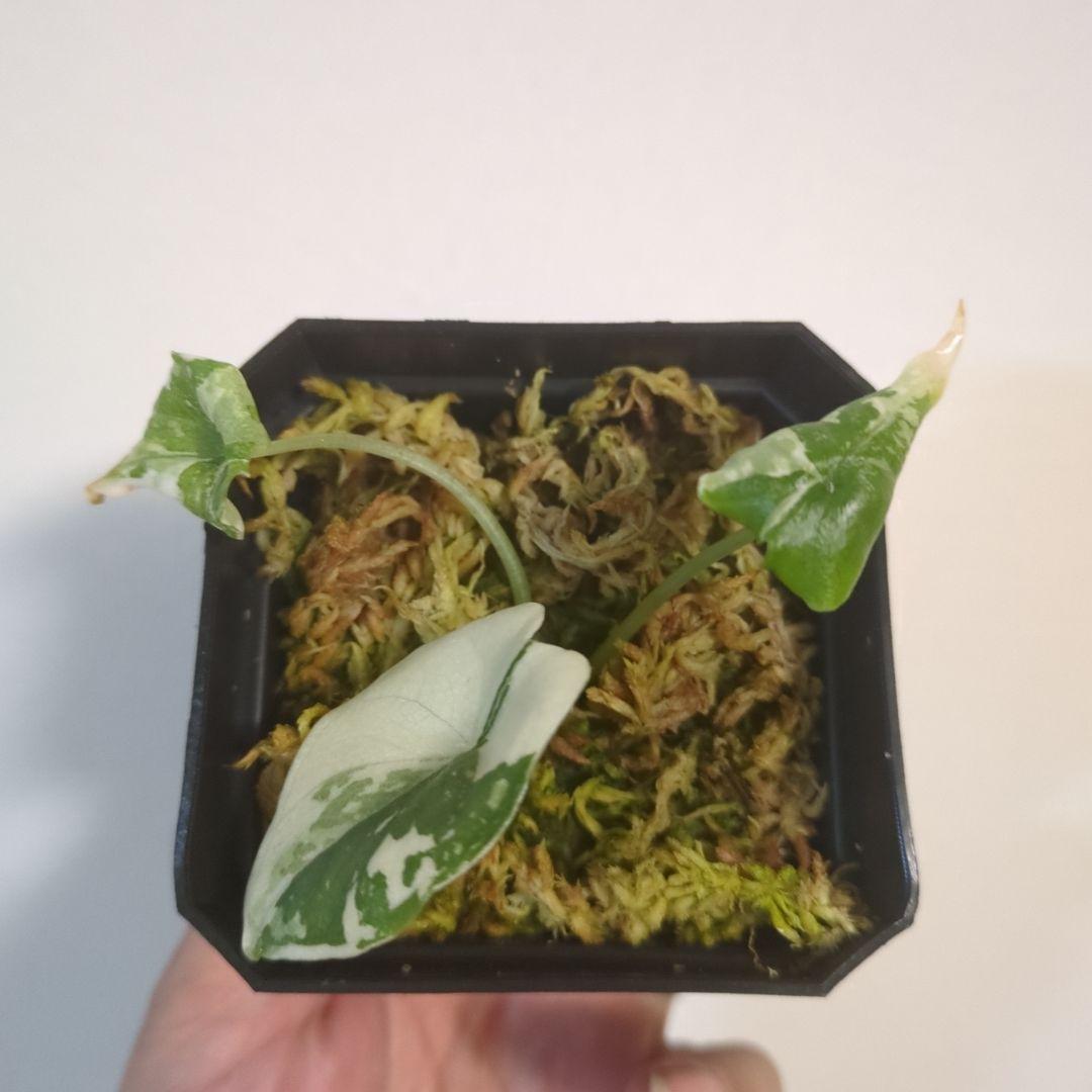 アロカシア　メロ　アルボ　斑入り