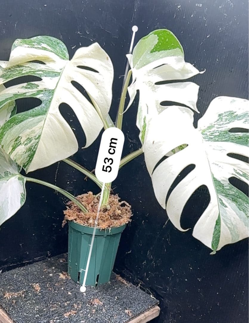 s*9様 斑入りモンステラ ホワイトタイガー極美大株53cm白斑多レア