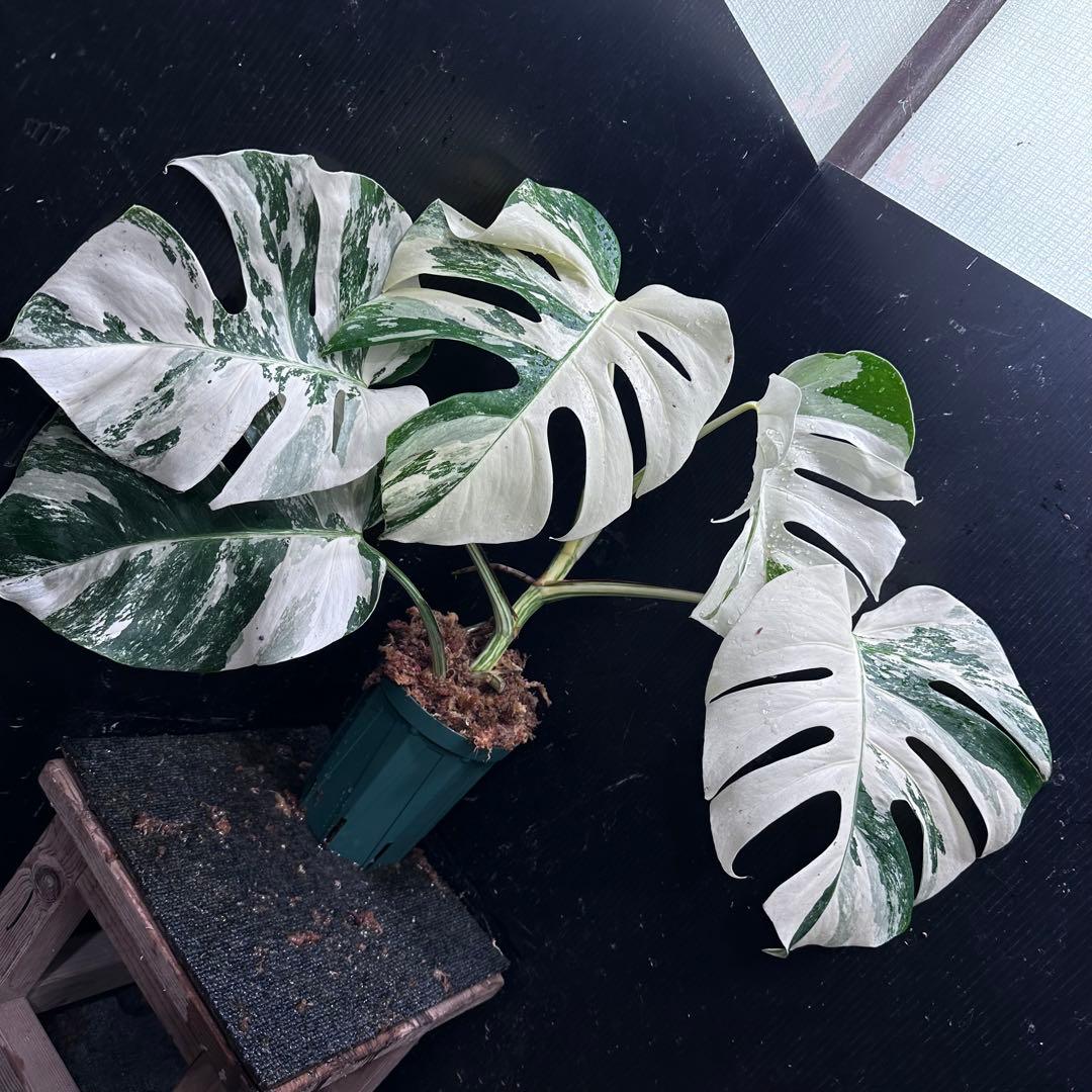 s*9様 斑入りモンステラ ホワイトタイガー極美大株53cm白斑多レア