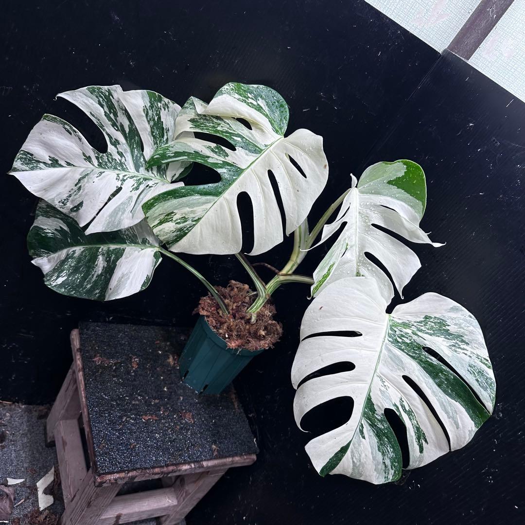 s*9様 斑入りモンステラ ホワイトタイガー極美大株53cm白斑多レア