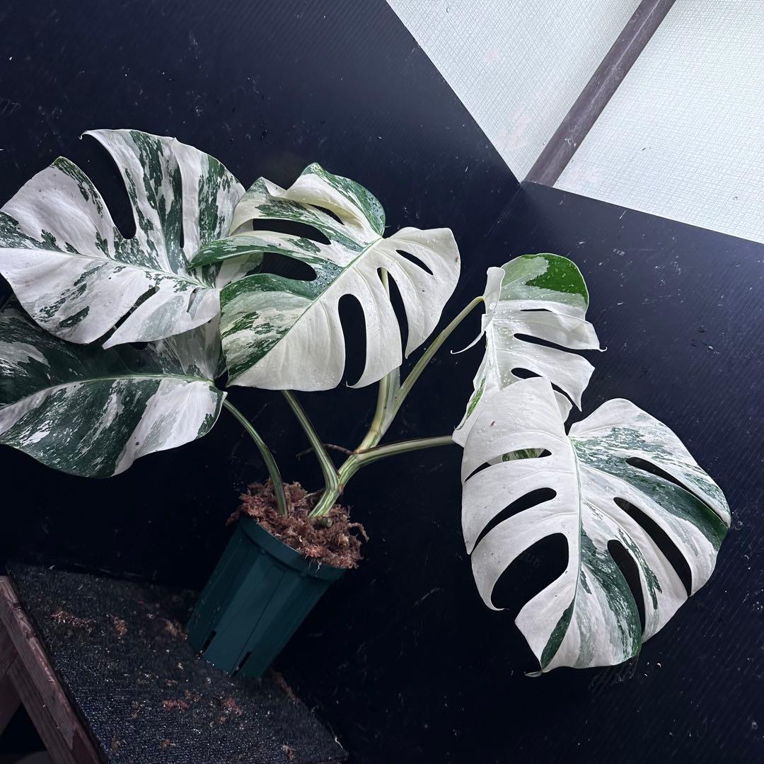 s*9様 斑入りモンステラ ホワイトタイガー極美大株53cm白斑多レア