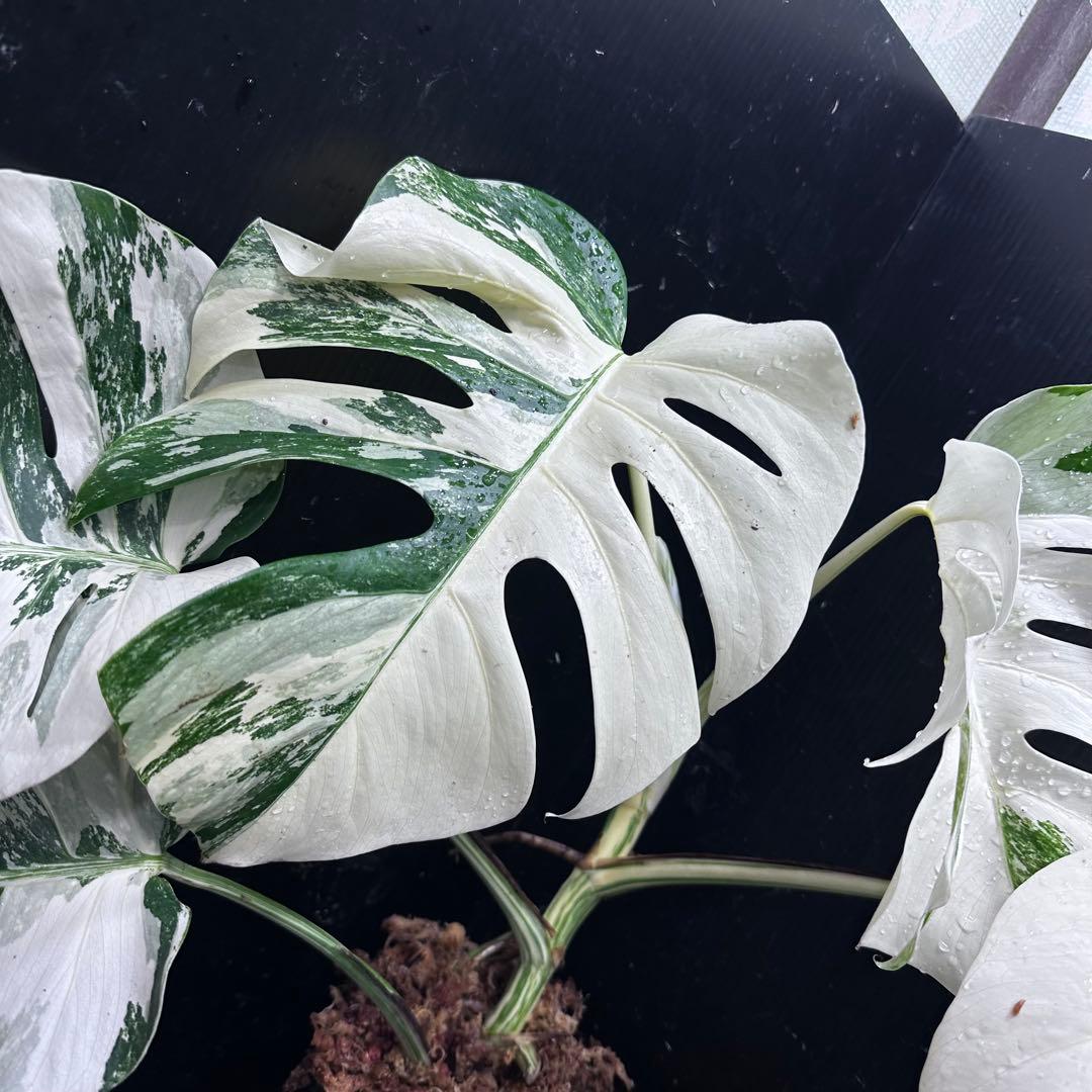 s*9様 斑入りモンステラ ホワイトタイガー極美大株53cm白斑多レア