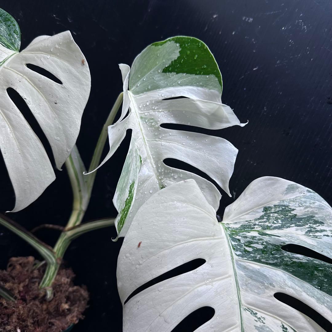 s*9様 斑入りモンステラ ホワイトタイガー極美大株53cm白斑多レア