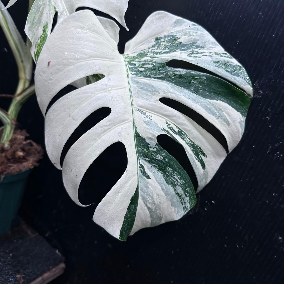 s*9様 斑入りモンステラ ホワイトタイガー極美大株53cm白斑多レア