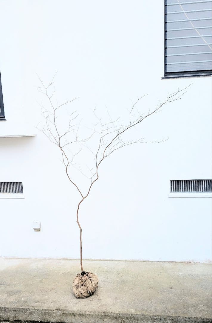 新春特価。山採りシロモジ。