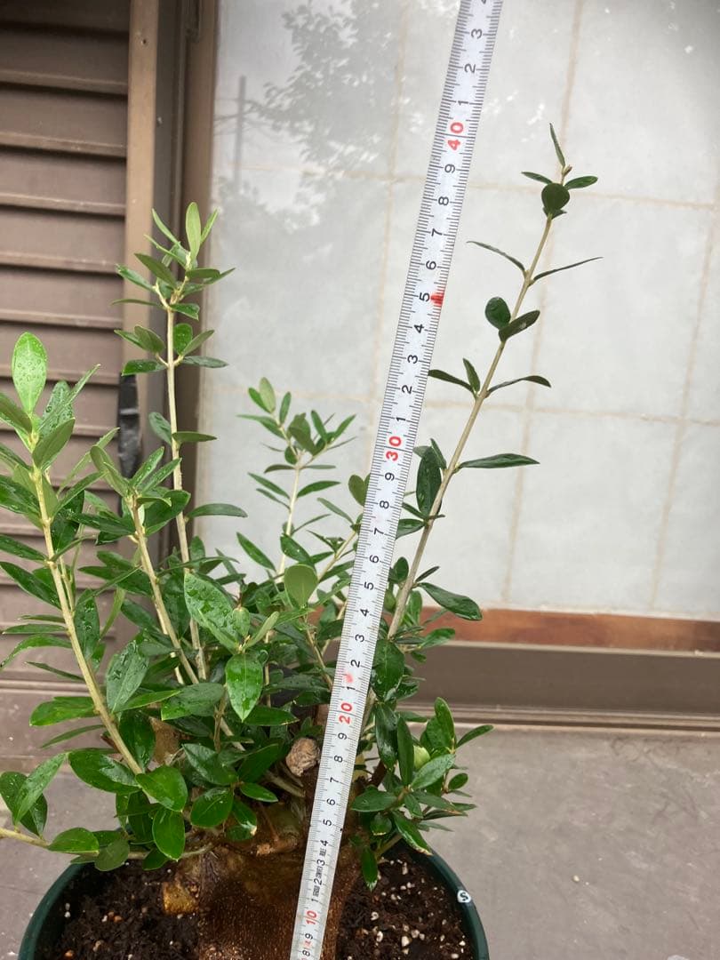 オリーブ太木挿　幹直径約10㎝　火焔土器樹形　古木　盆栽極太　塊根　太枝　鉢植え