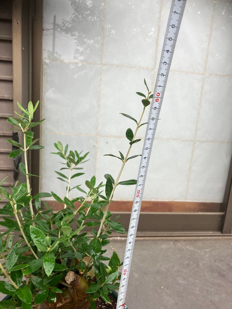 オリーブ太木挿　幹直径約10㎝　火焔土器樹形　古木　盆栽極太　塊根　太枝　鉢植え