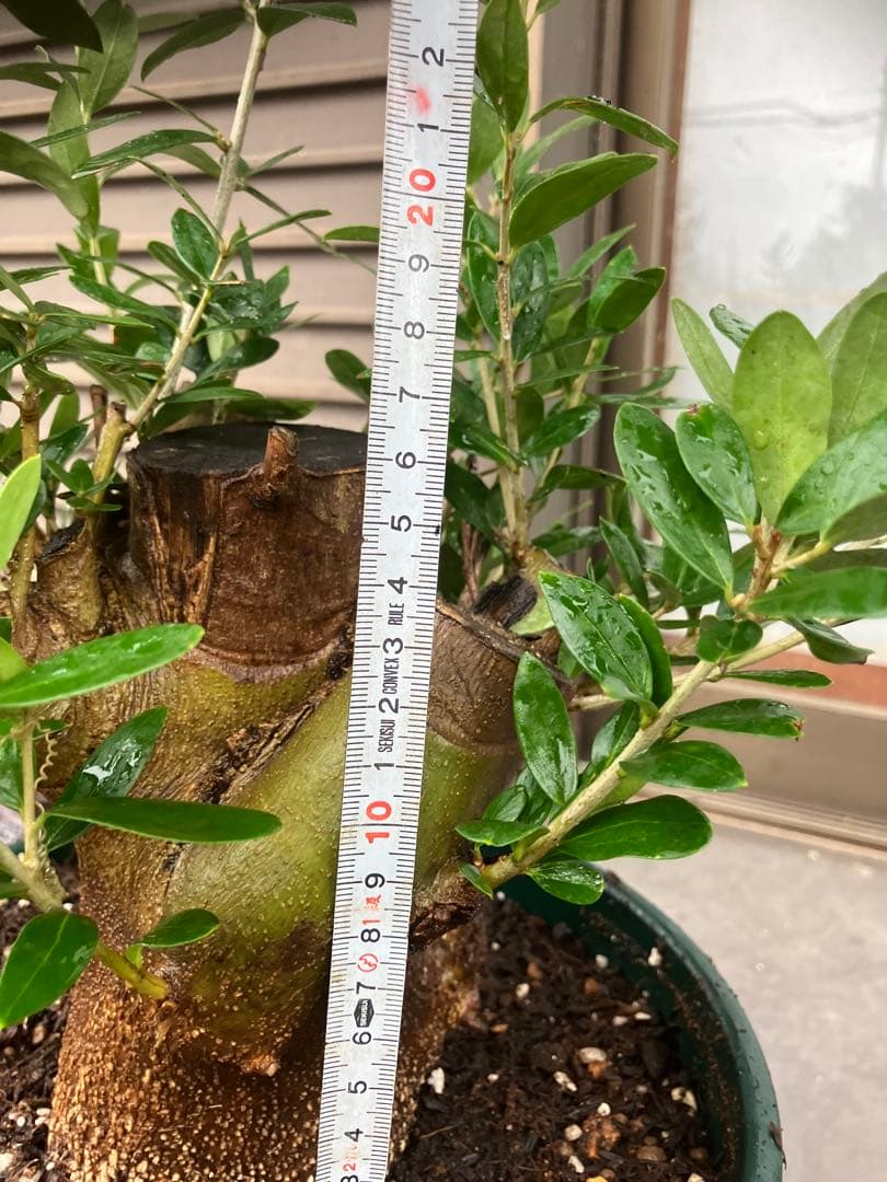 オリーブ太木挿　幹直径約10㎝　火焔土器樹形　古木　盆栽極太　塊根　太枝　鉢植え