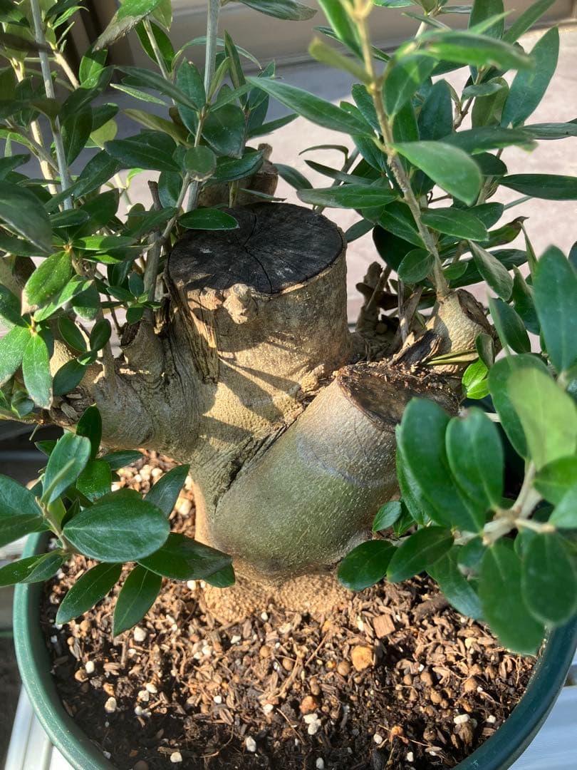 オリーブ太木挿　幹直径約10㎝　火焔土器樹形　古木　盆栽極太　塊根　太枝　鉢植え