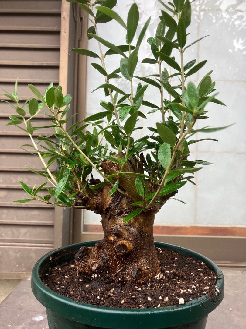 オリーブ太木挿　幹直径約10㎝　火焔土器樹形　古木　盆栽極太　塊根　太枝　鉢植え