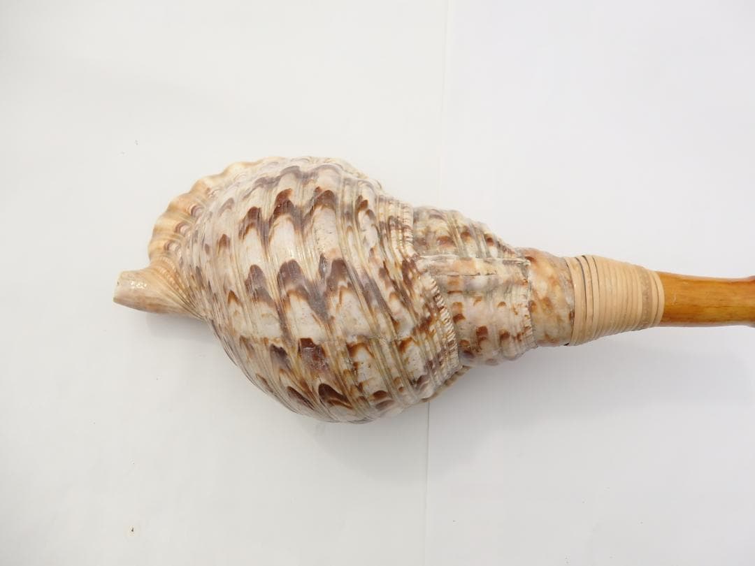 kei428さま専用 法螺貝 約37㎝ 木製歌口,新品 MH-455 赤紐付き - メルカリ