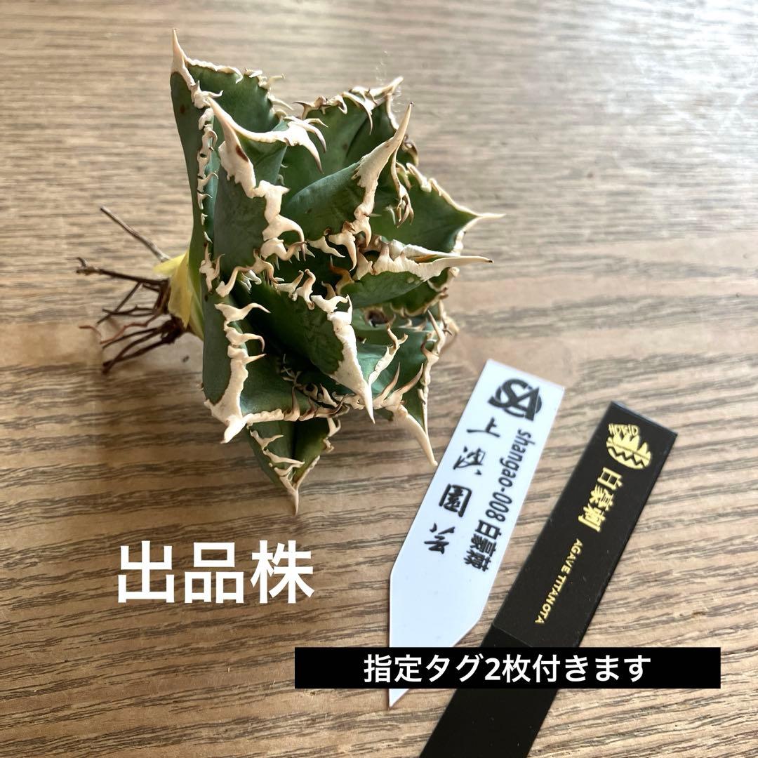 【初売り】58 匿名配送　特選　太棘　アガベ　チタノタ　白豪刺TC ②