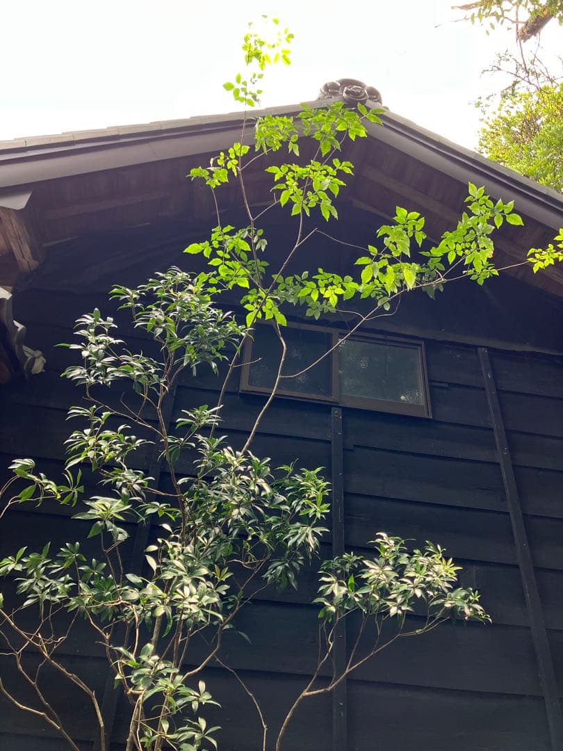 山採り アオダモ アセビ 混合株