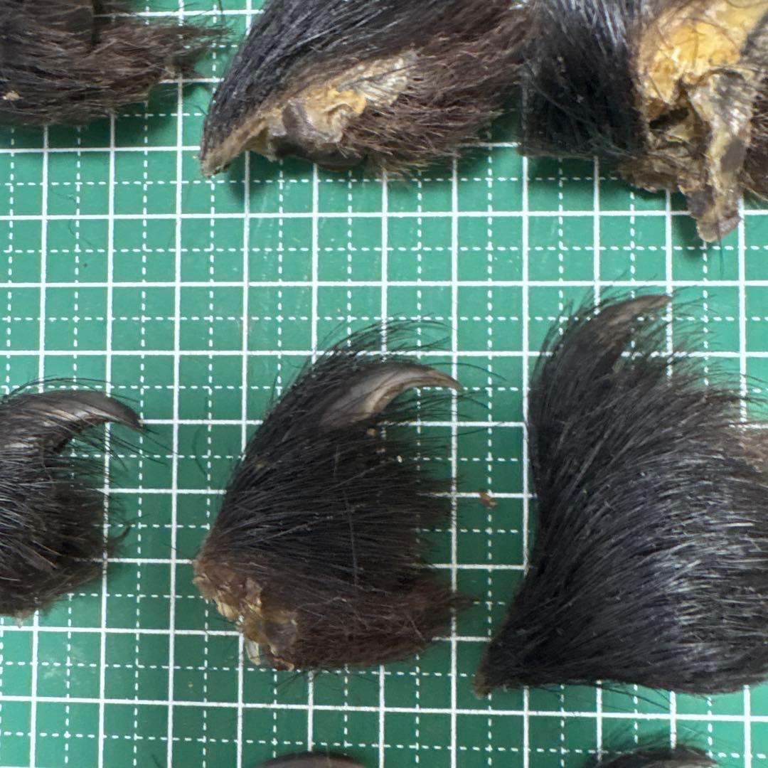 熊の爪　天然　17本セット