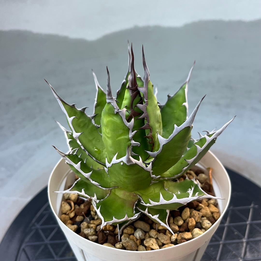 アガベ ホリダ 実生選抜 特選 強棘 多肉 観葉植物 サボテン チタノタ