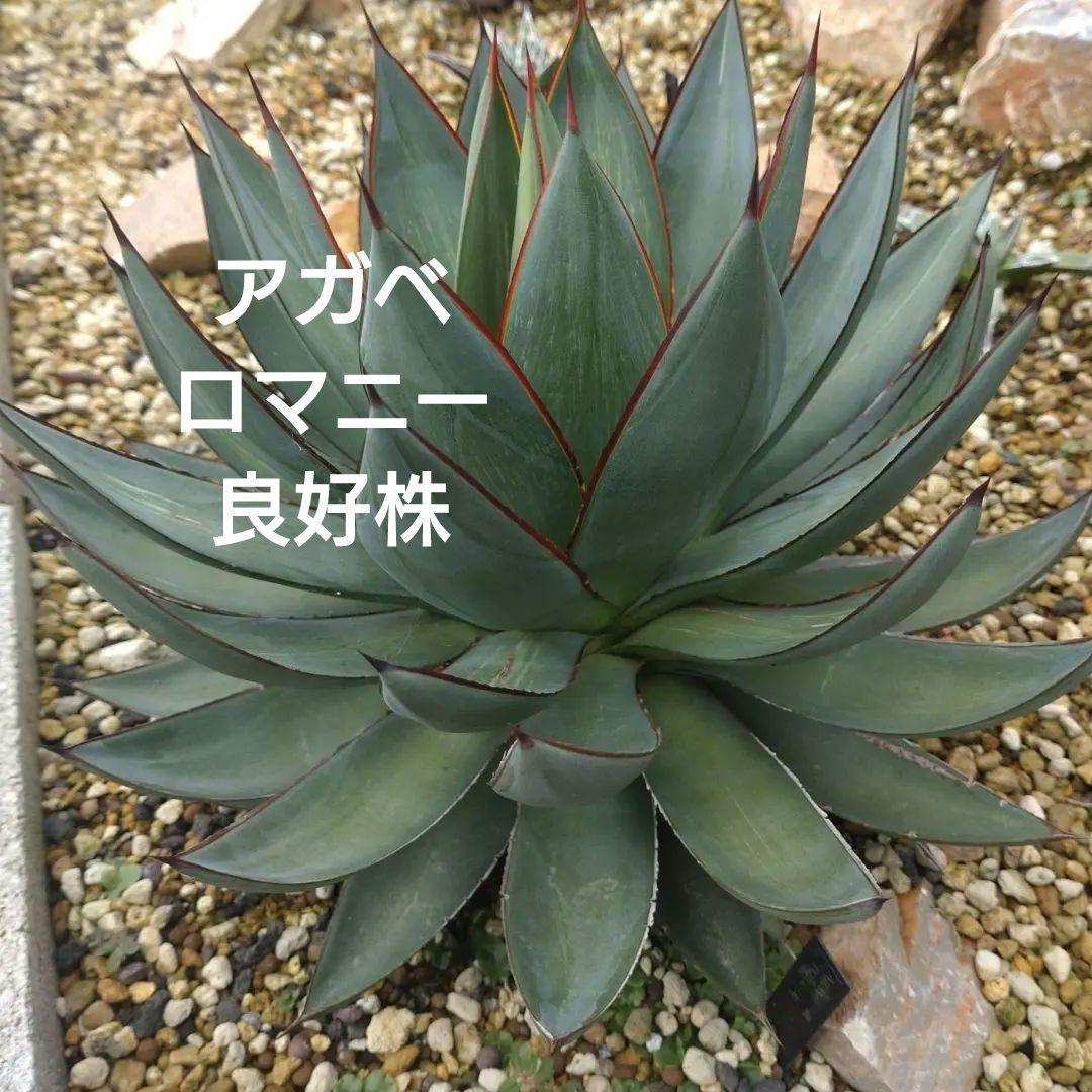 アガベ ロマニー中株 良好株 - メルカリ