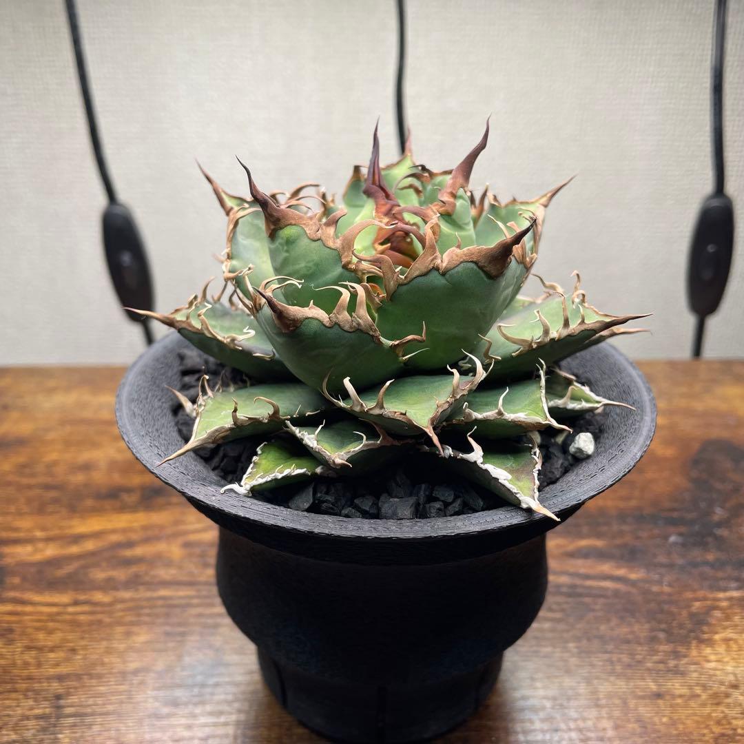 オントナ アルブスクラ 灌木 塊根植物 冬型 現地球 インドアジャングル