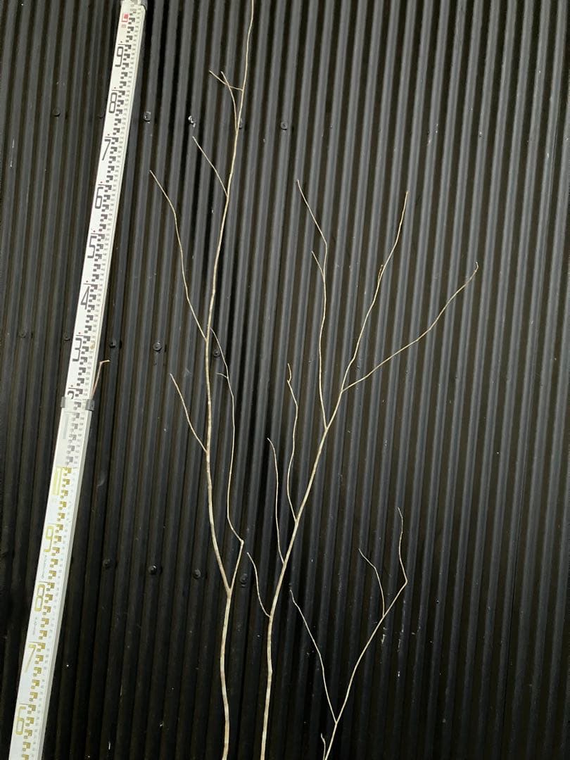 山採り　アオダモ　k