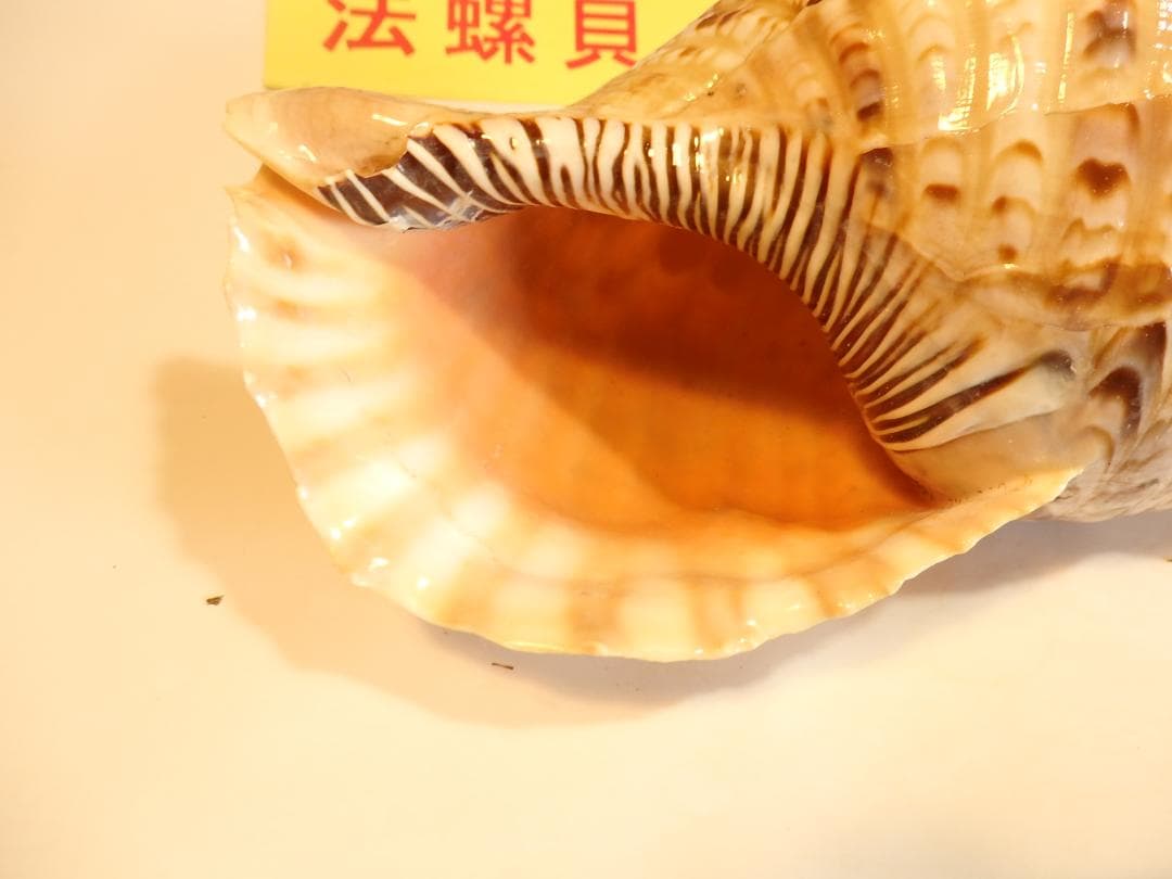 法螺貝 約32㎝ 木製歌口,新品 MH-464