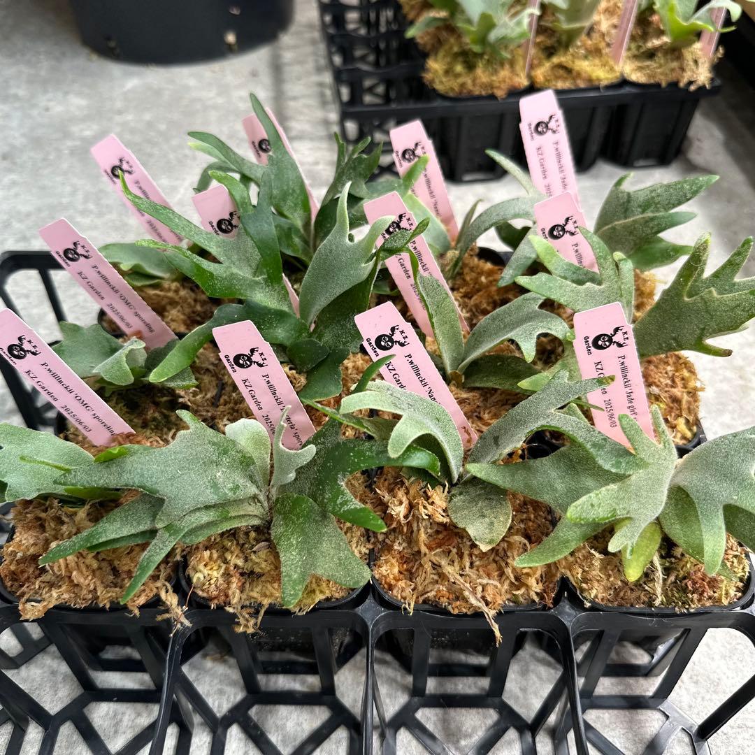 ア*ル様 【人気ドワーフ4種12株セット②】P.willinckii系 ビカクシ