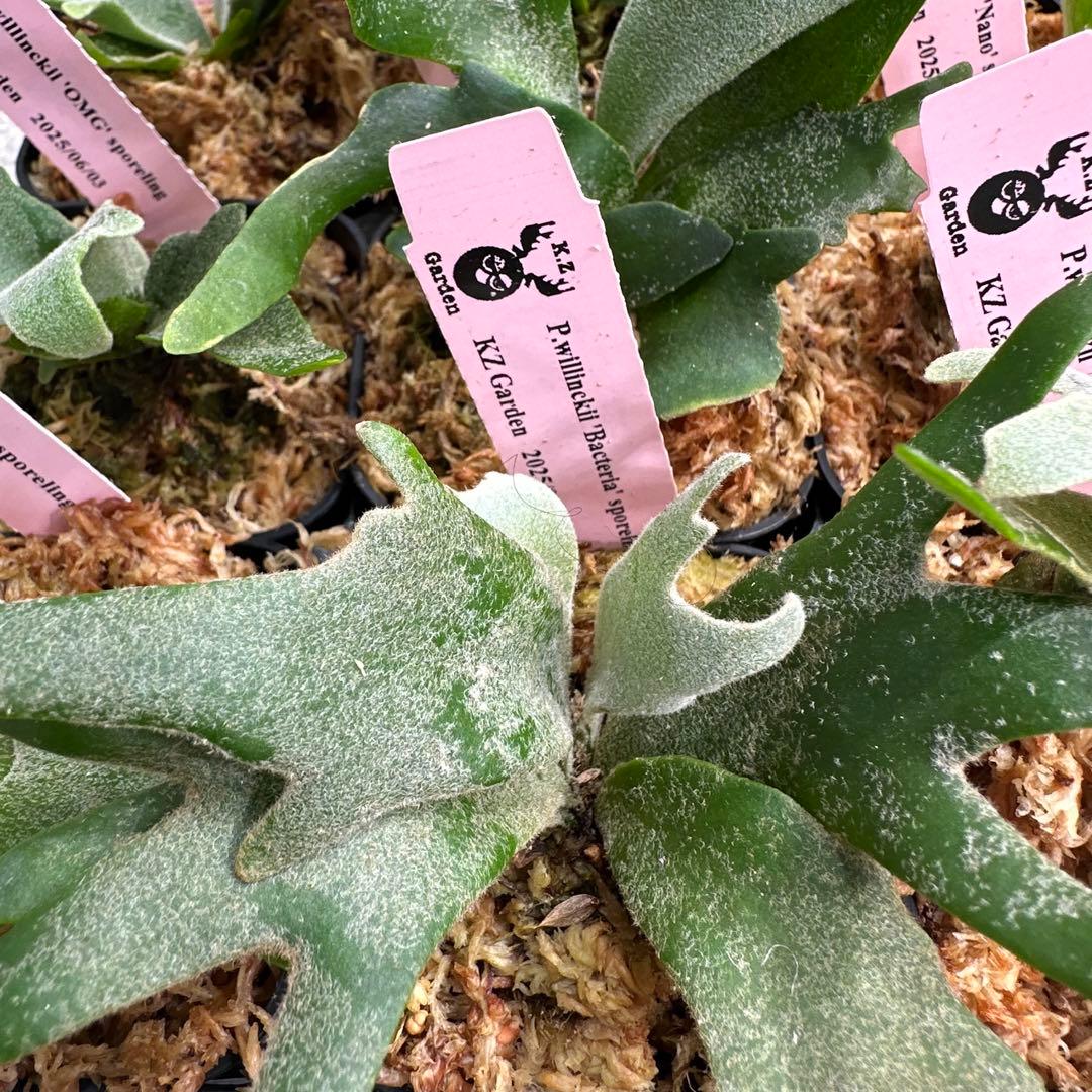 ア*ル様 【人気ドワーフ4種12株セット②】P.willinckii系 ビカクシ