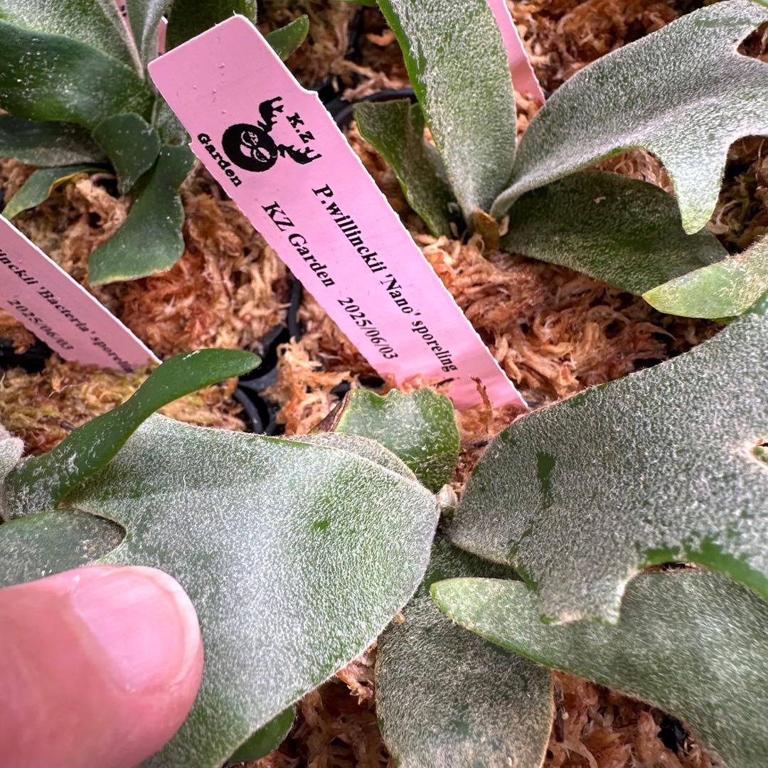 ア*ル様 【人気ドワーフ4種12株セット②】P.willinckii系 ビカクシ