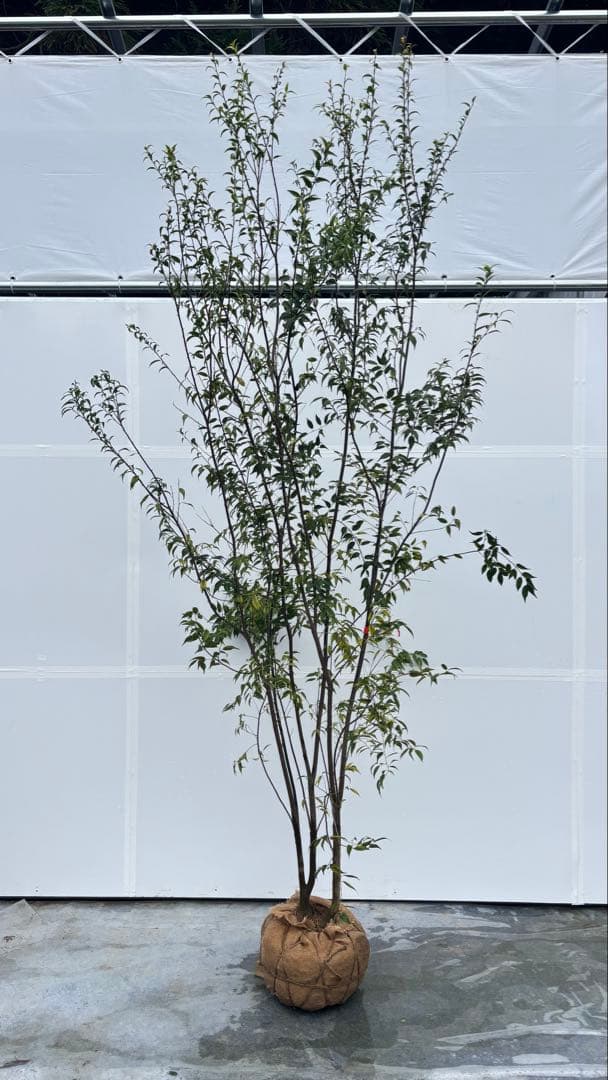 超特大サイズ 細く美しく繊細な樹形 ハイノキ 株立 715 樹高2.7m位