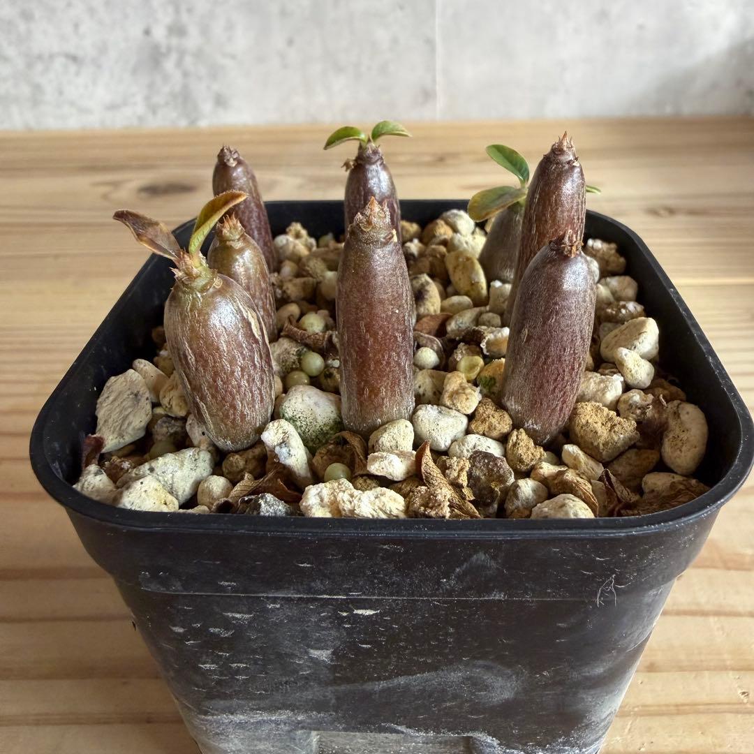 モッシー　9株セット　パキポディウムウィンゾリー 国内実生株