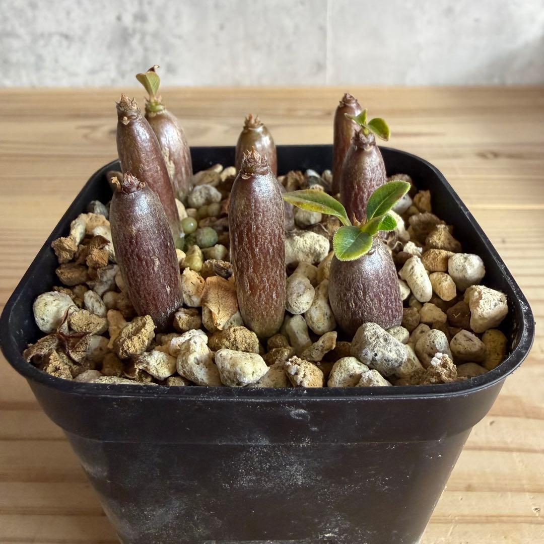 モッシー　9株セット　パキポディウムウィンゾリー 国内実生株