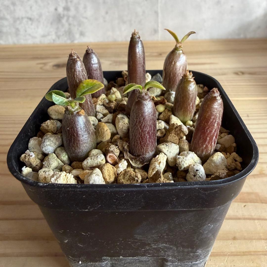 モッシー　9株セット　パキポディウムウィンゾリー 国内実生株