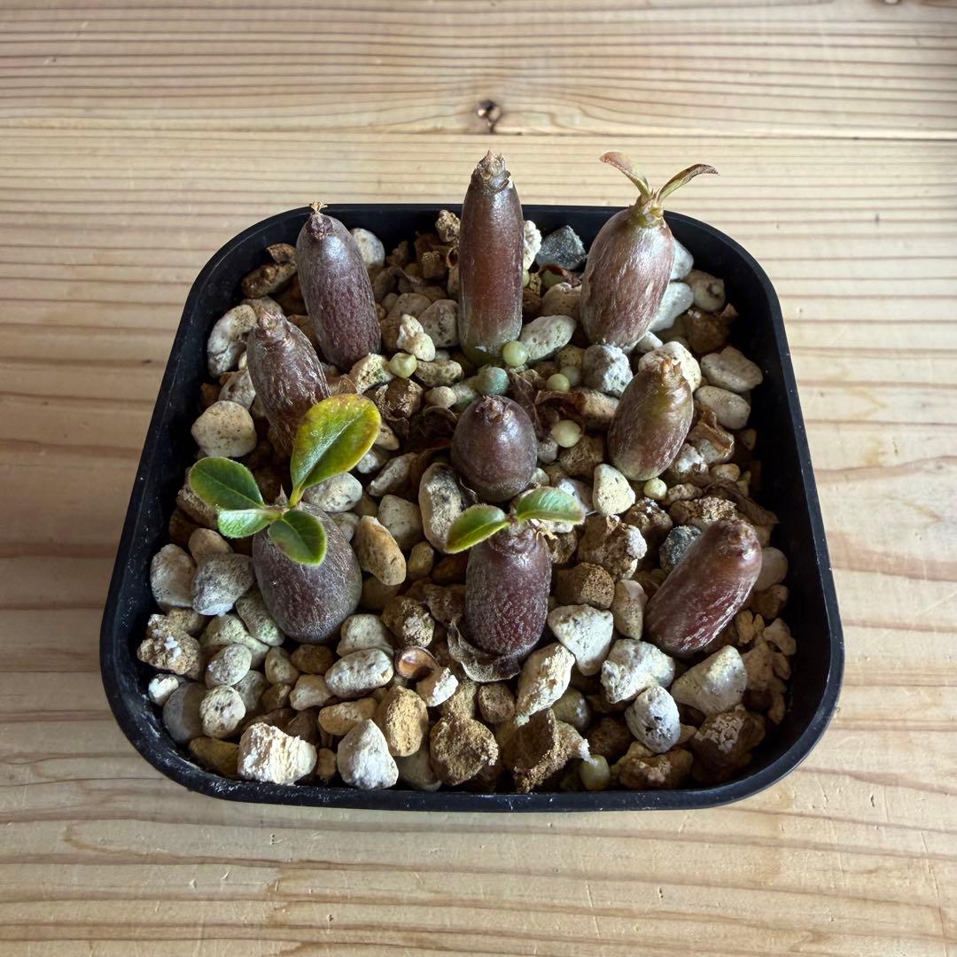 モッシー　9株セット　パキポディウムウィンゾリー 国内実生株