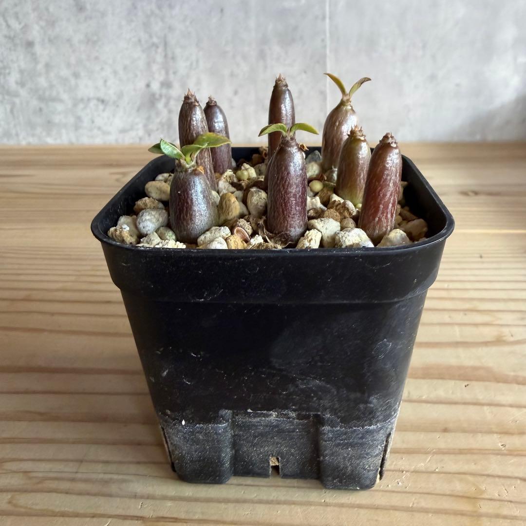 モッシー　9株セット　パキポディウムウィンゾリー 国内実生株