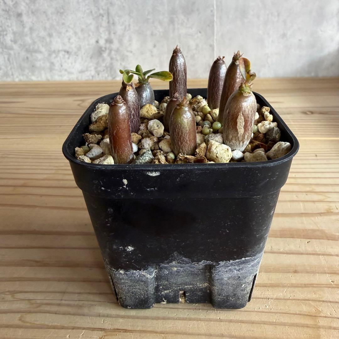 モッシー　9株セット　パキポディウムウィンゾリー 国内実生株