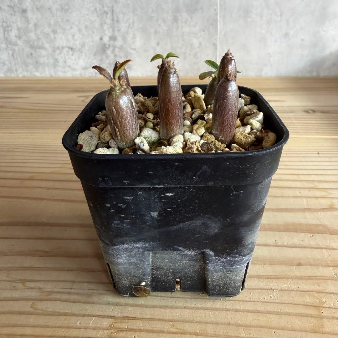 モッシー　9株セット　パキポディウムウィンゾリー 国内実生株