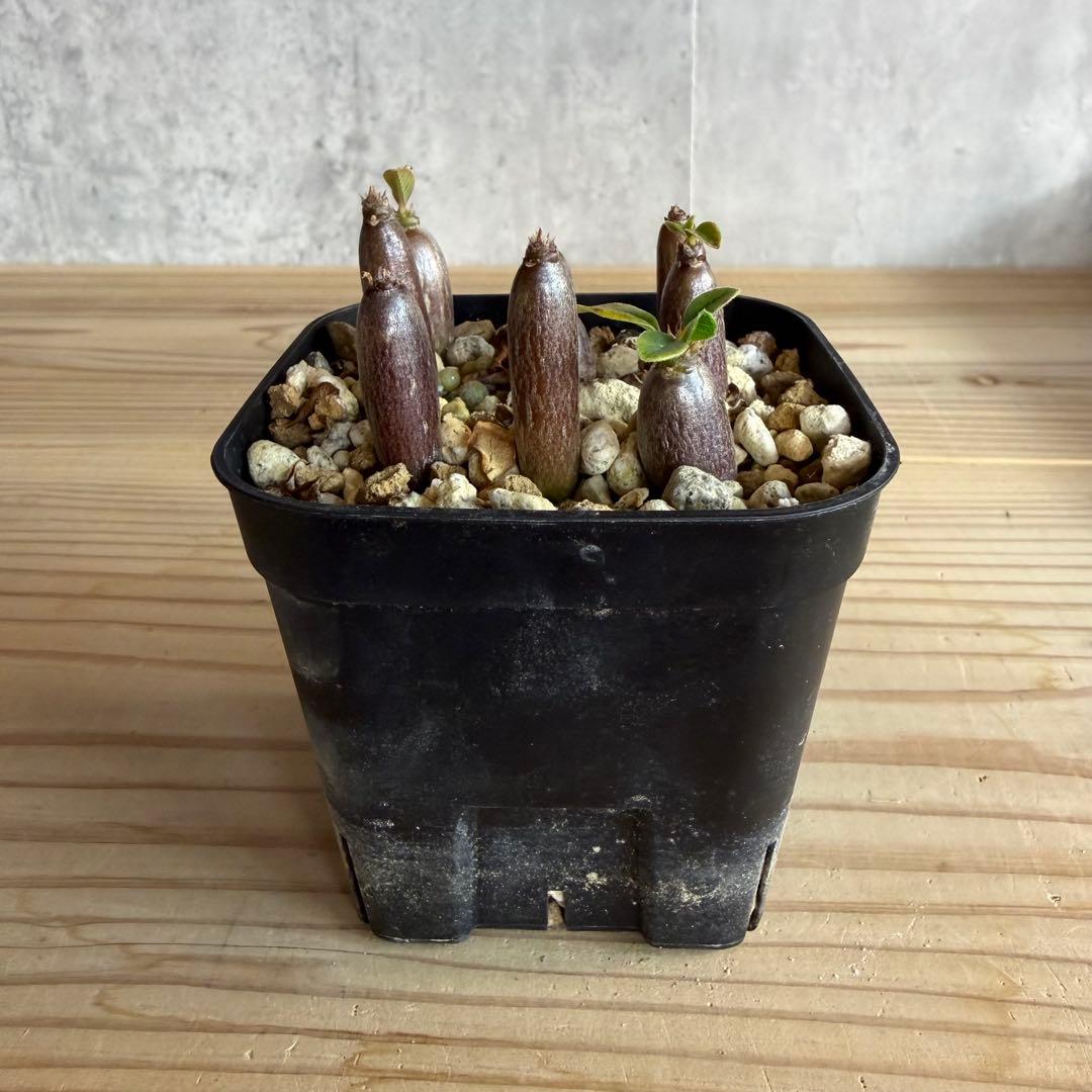 モッシー　9株セット　パキポディウムウィンゾリー 国内実生株