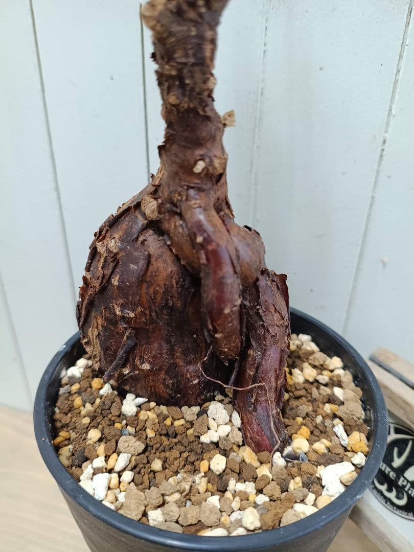 L073 超希少種発根済み メストクレマ ツベローサム 養生株