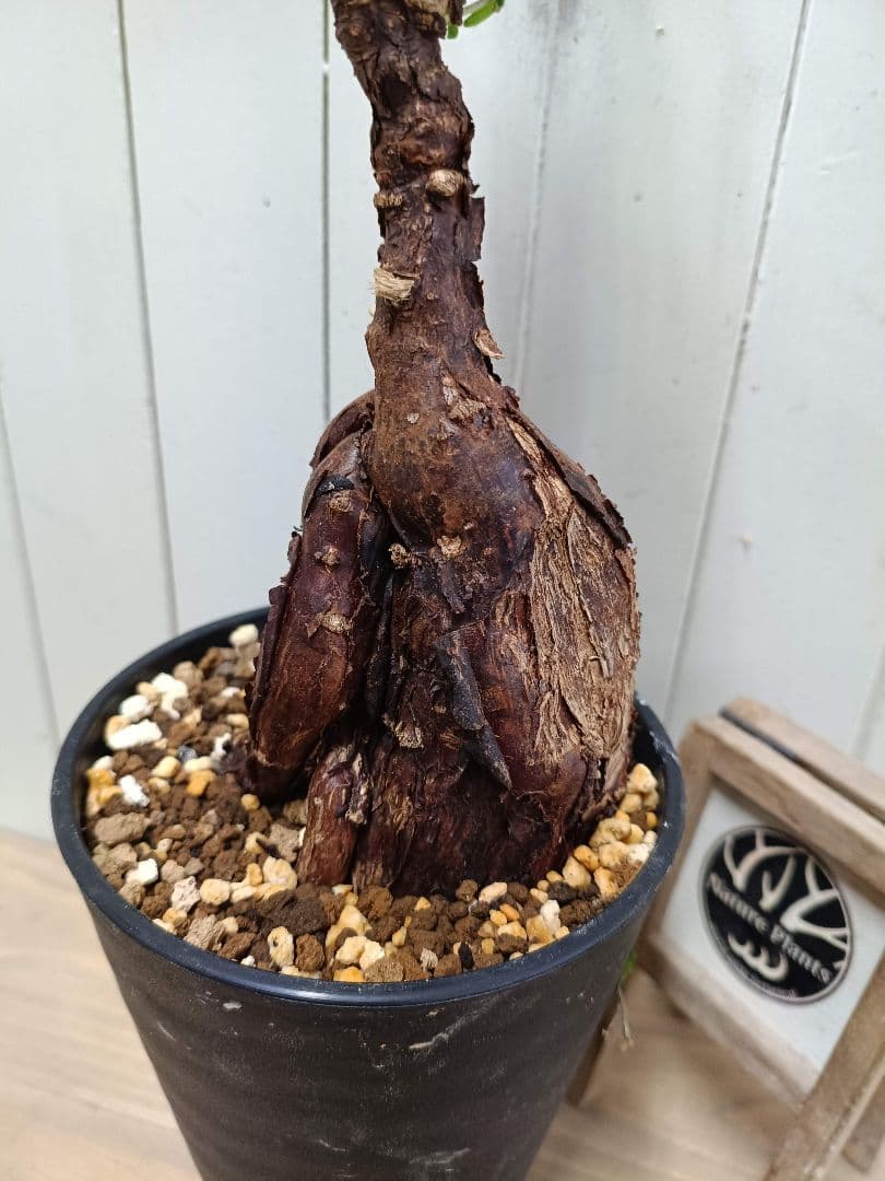 L073 超希少種発根済み メストクレマ ツベローサム 養生株