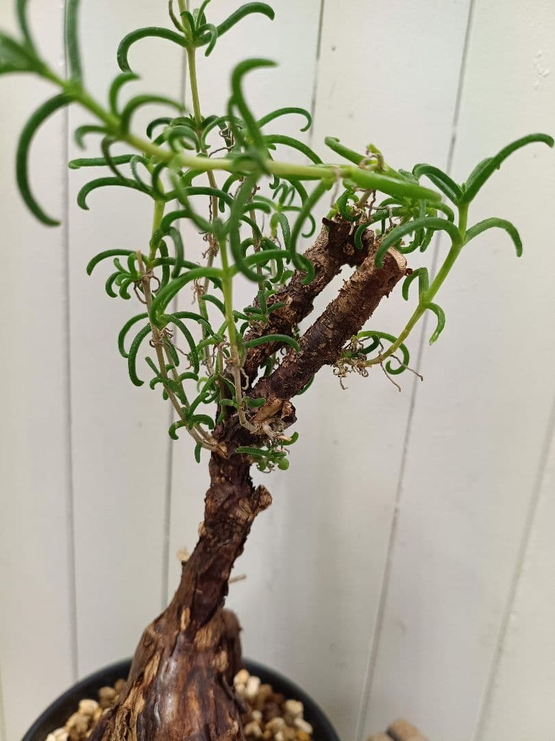 L073 超希少種発根済み メストクレマ ツベローサム 養生株