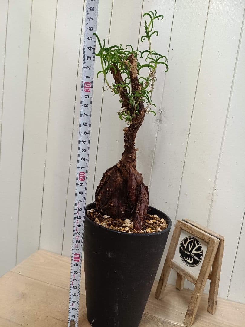 L073 超希少種発根済み メストクレマ ツベローサム 養生株