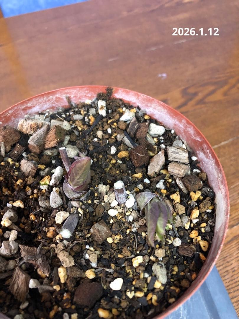 クリスマスローズ　原種　リグリクス②