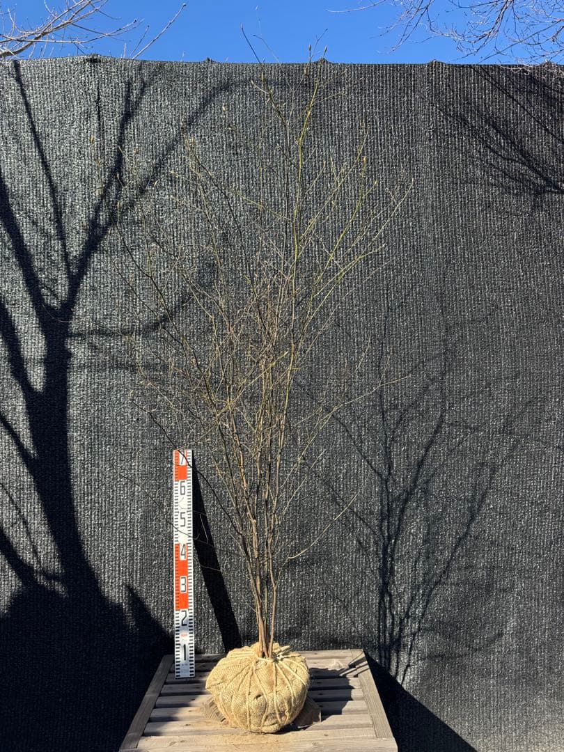 クロモジ 山採り 【品番3535】 - メルカリ