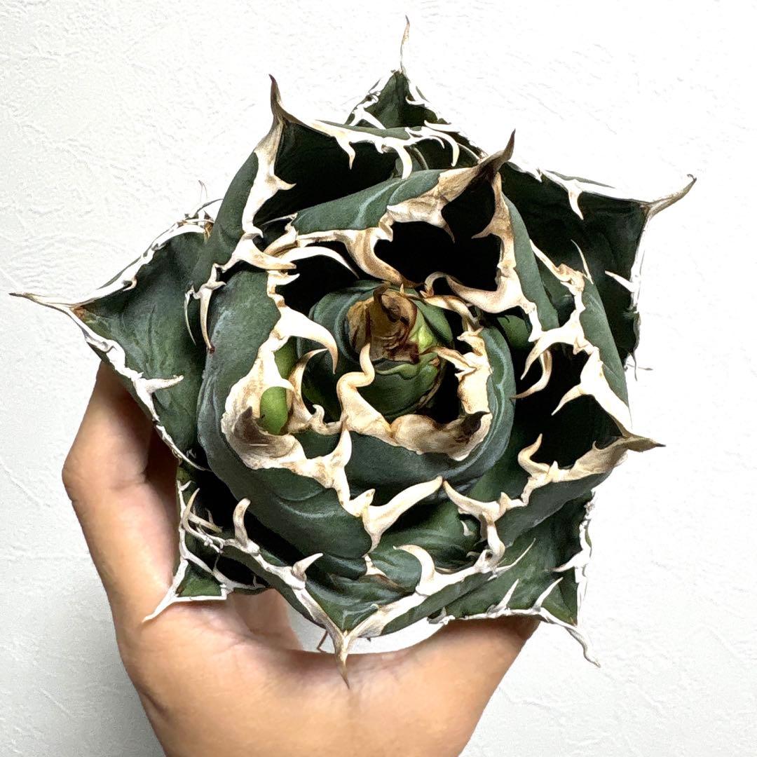 育成株 アガベ 白鯨 大株 陽炎 強刺 ボールタイプ 直径約14cm