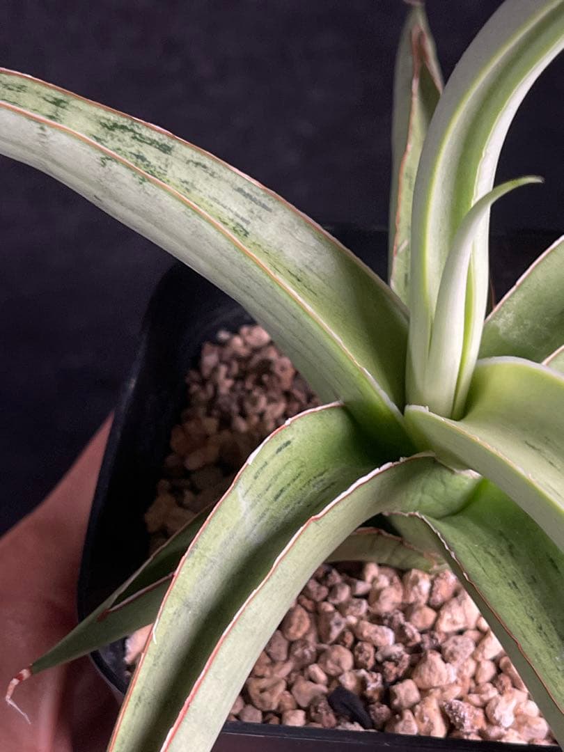 EMP サンセベリア lady may レディメイ　 / SA416