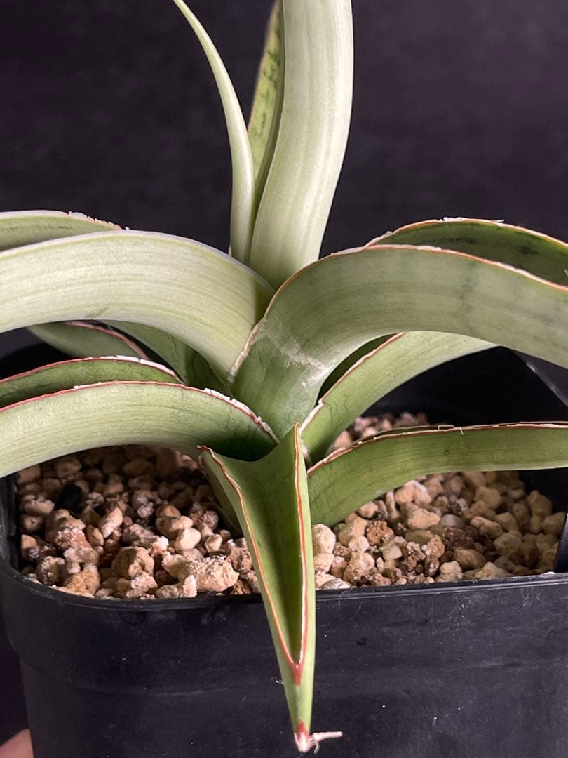 EMP サンセベリア lady may レディメイ　 / SA416