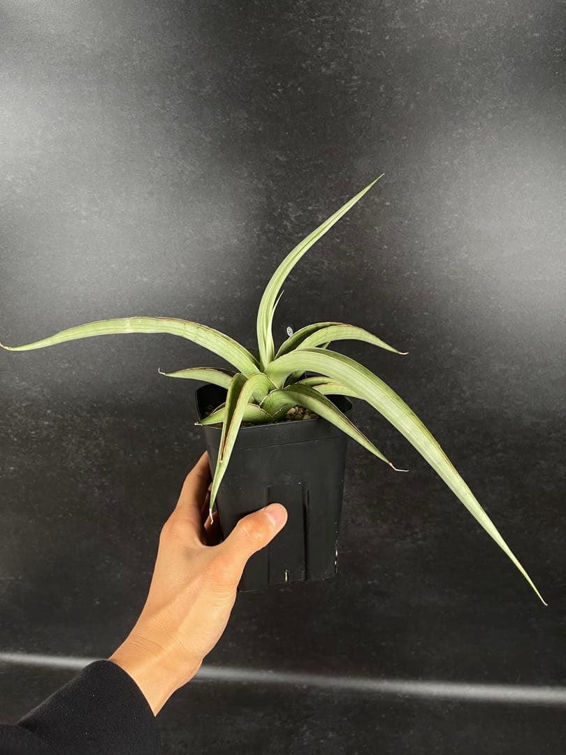 EMP サンセベリア lady may レディメイ　 / SA416